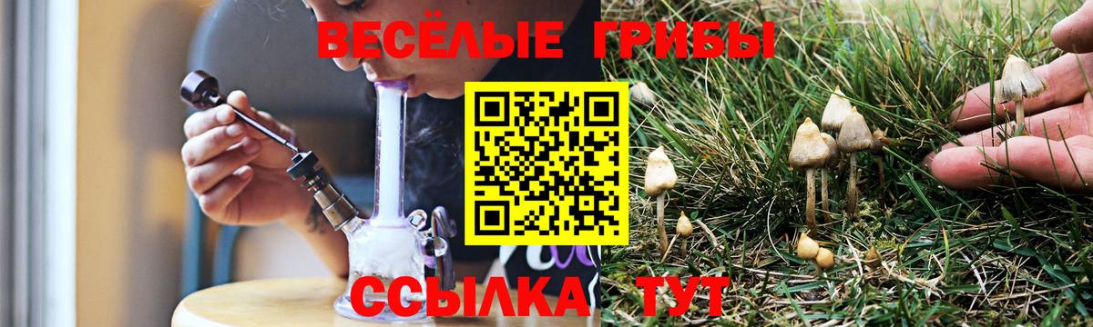 Псилоцибиновые грибы мицелий Новоалександровск